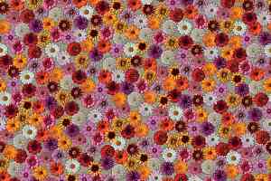 Ковролин ForboFlotex Vision Image 000538 Multifloral фото  | FLOORDEALER